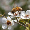 Bienfaits du miel de Manuka – Natures Gold