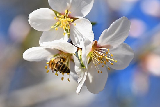 honey-bee-on-manuka-flower