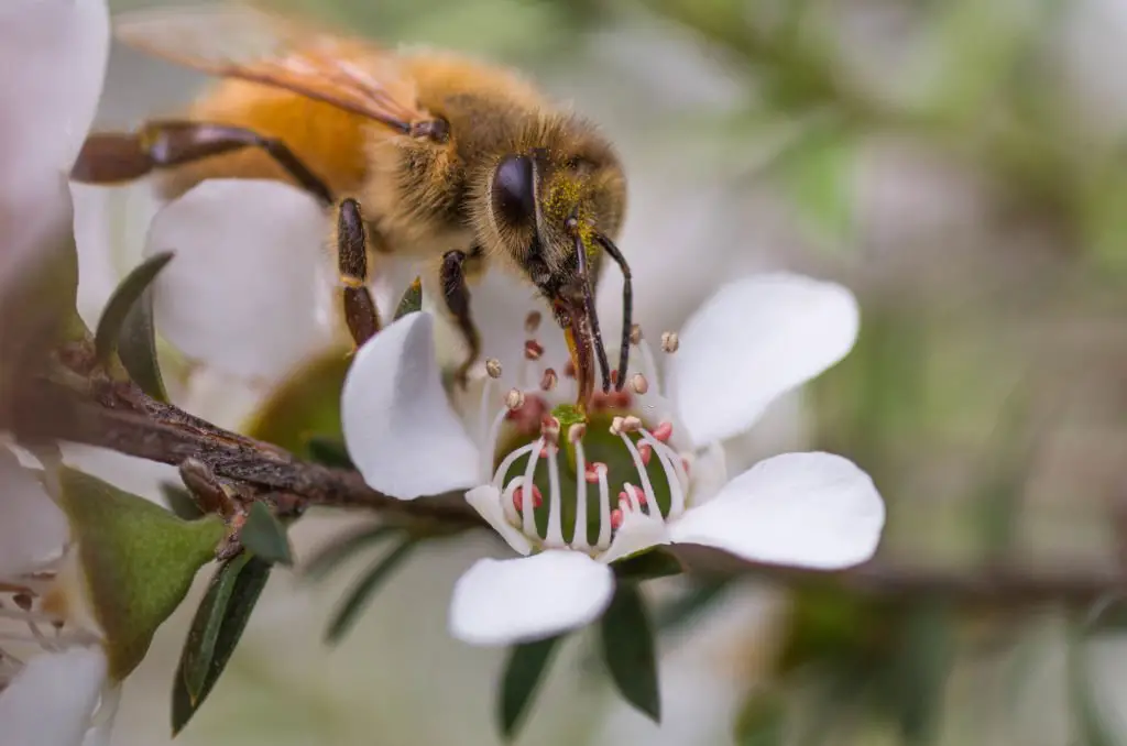 8 maux que le miel de Manuka va soigner naturellement | 