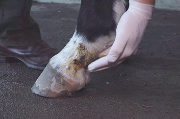 A gloved hand applying manuka honey to the horse's heels to treat pastern dermatitis (mud fever)